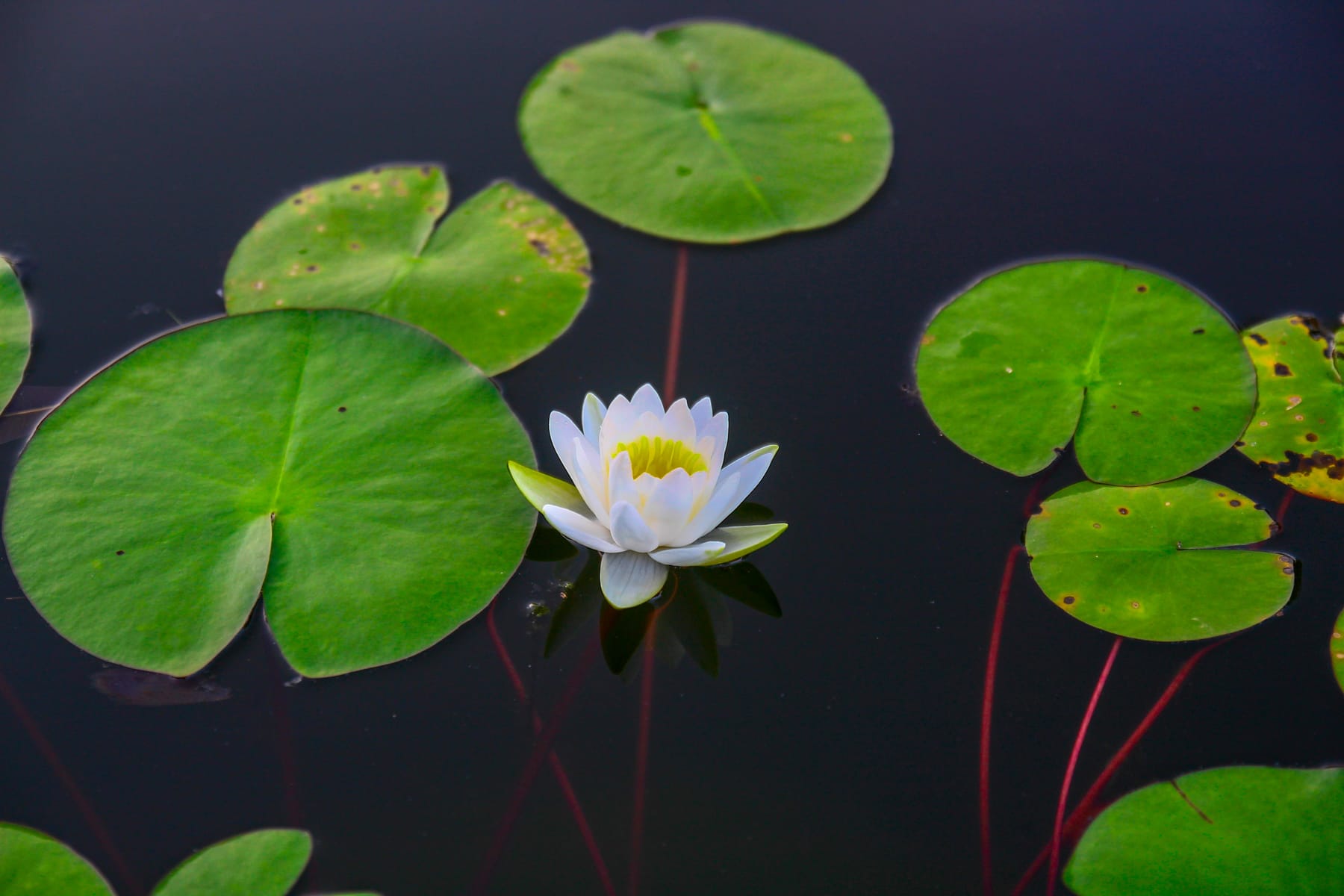 Water Lilly Flower